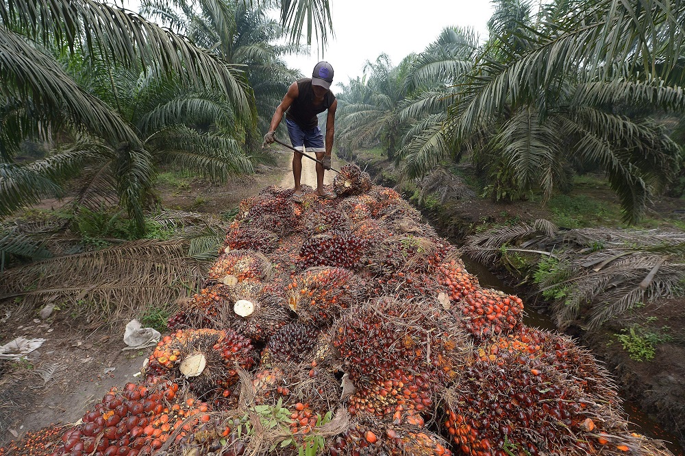 An employee handling palm oil seeds
