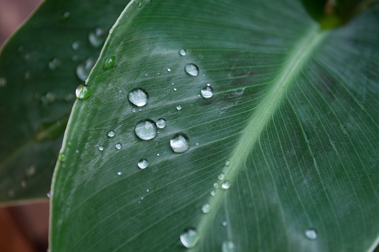 Banana Leaves