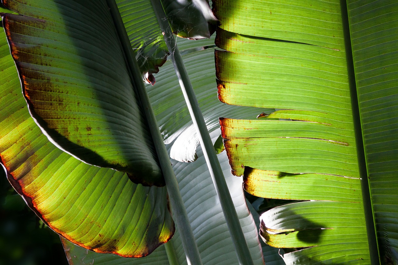 Banana Leaves