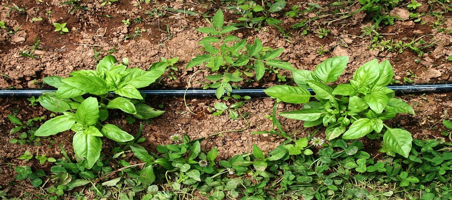 Basil leaves