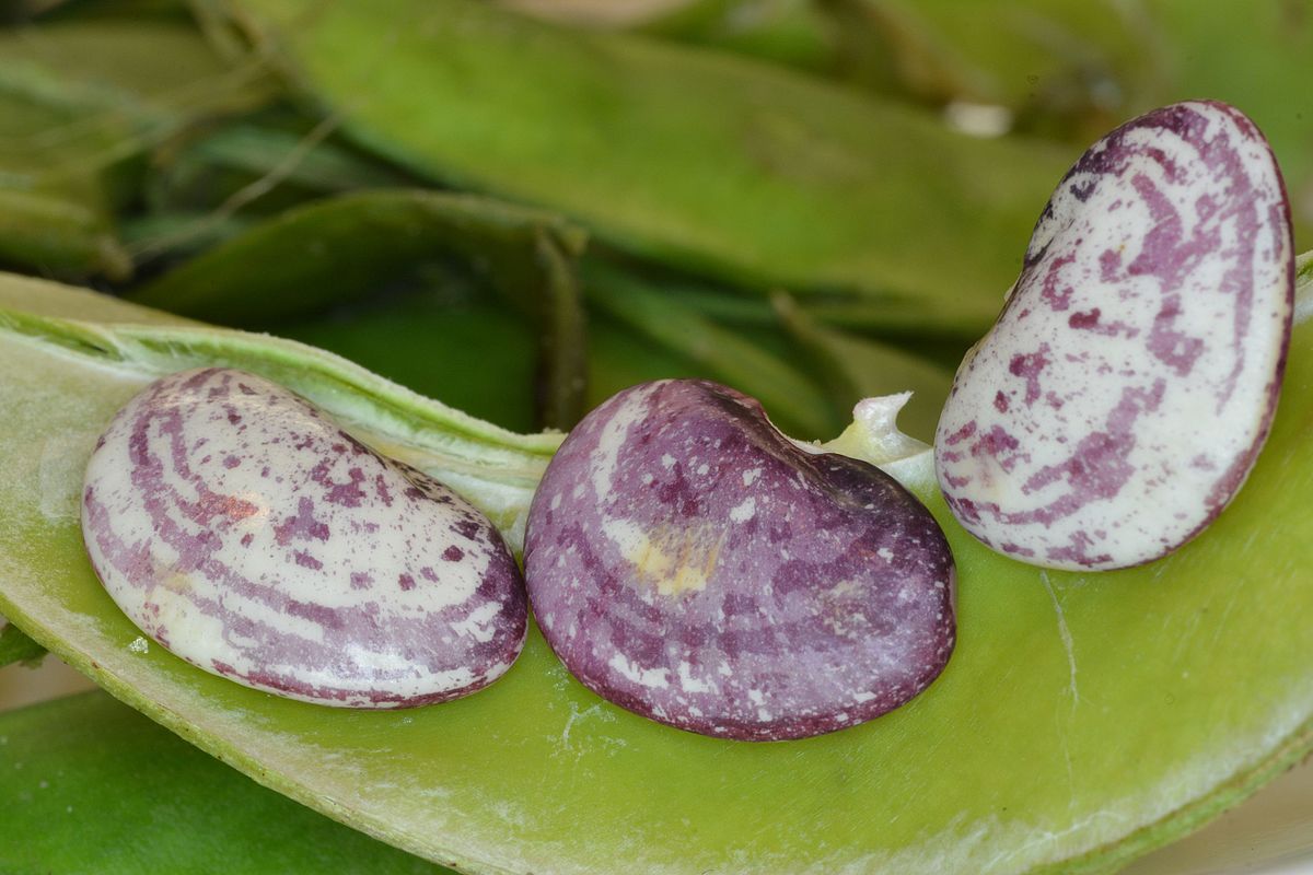 Butter Beans