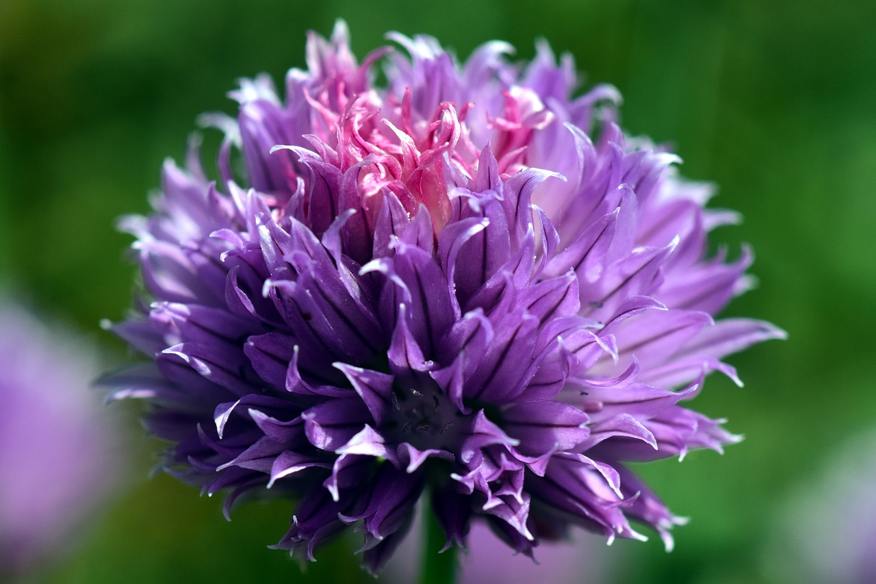 Chives Flowers