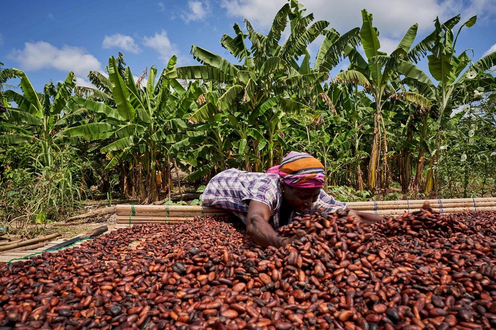 Cocoa Farming in Ghana