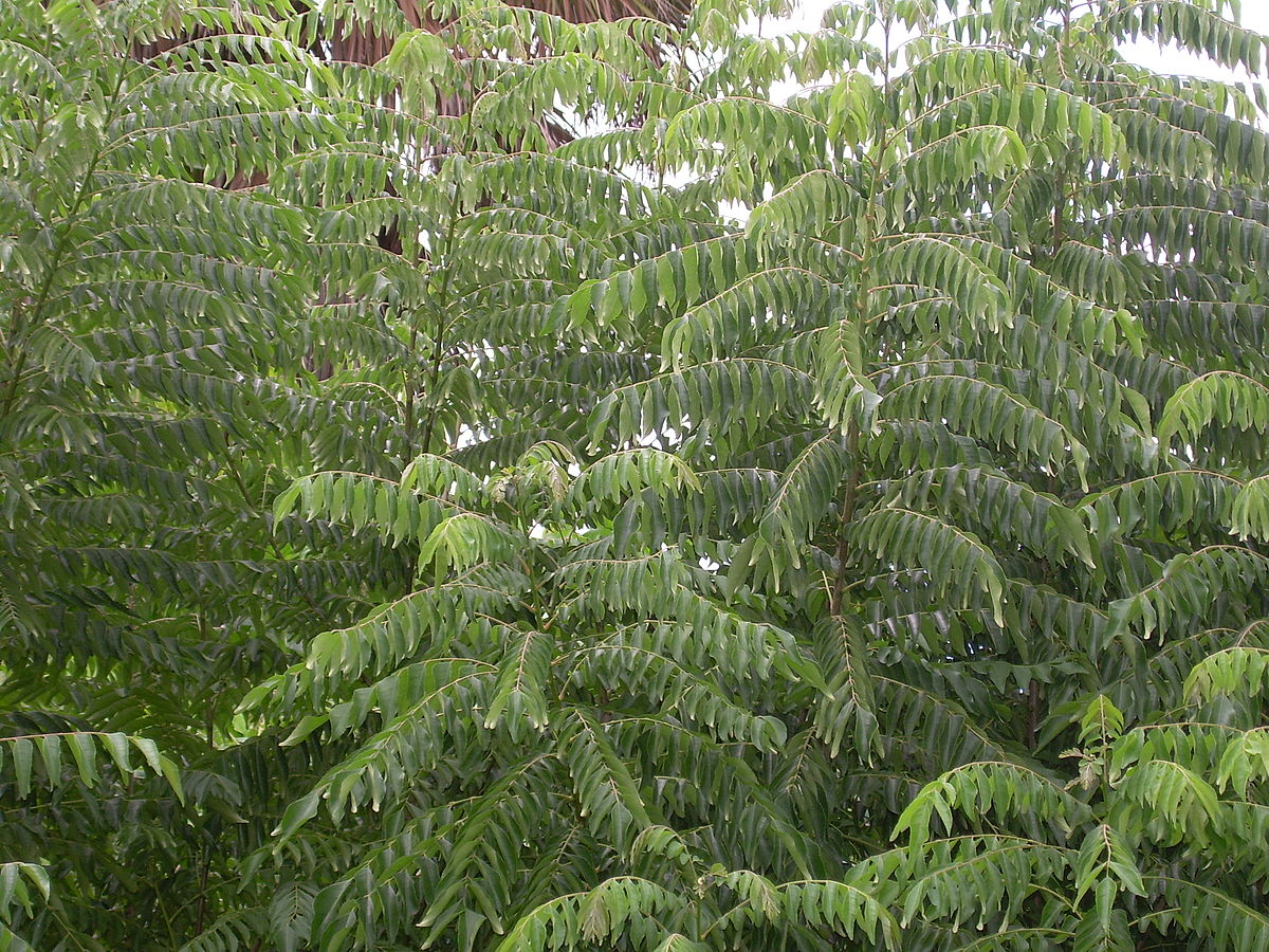 Dried Curry Leaves