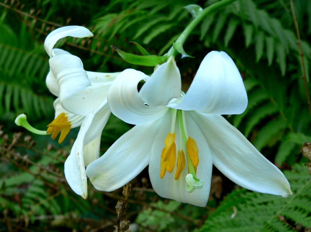 Dried Lily Flowers