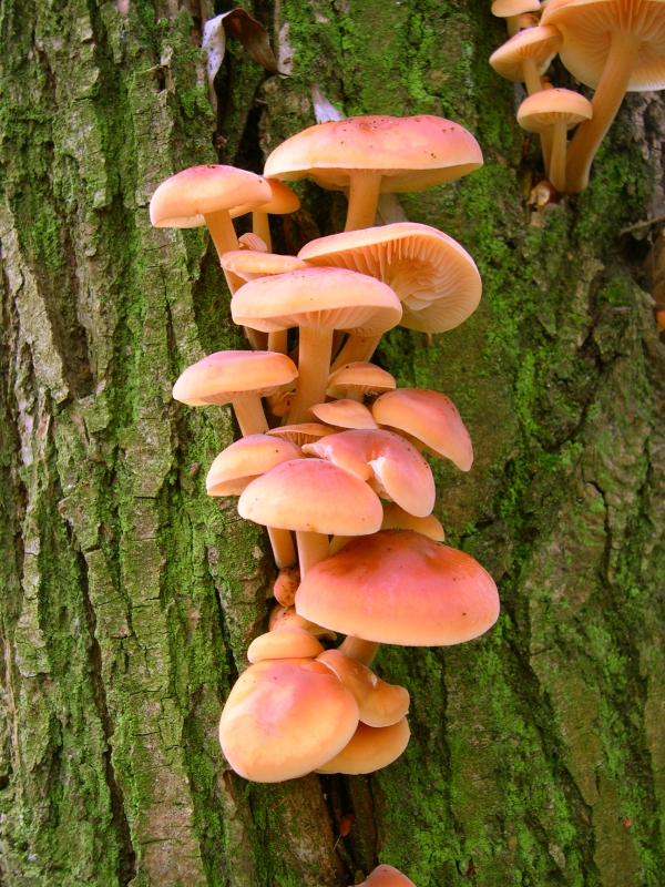 Enoki Mushrooms