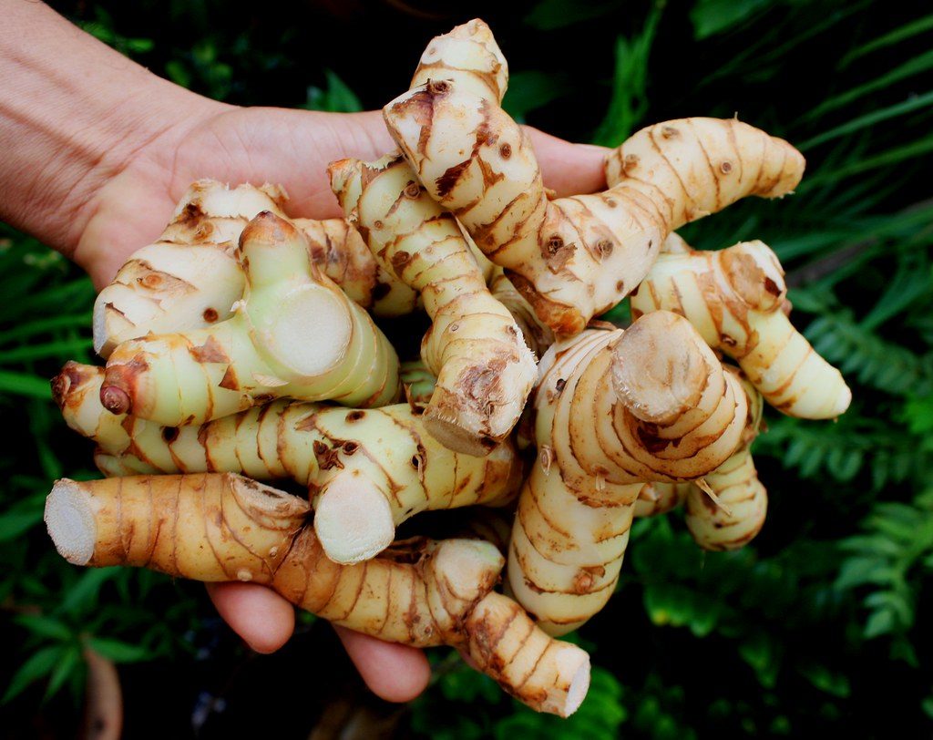 Galangal Root