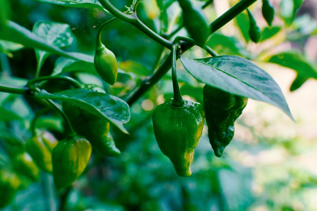 small green chili 