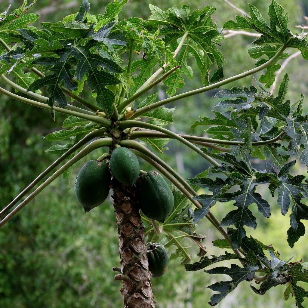 Green Papaya