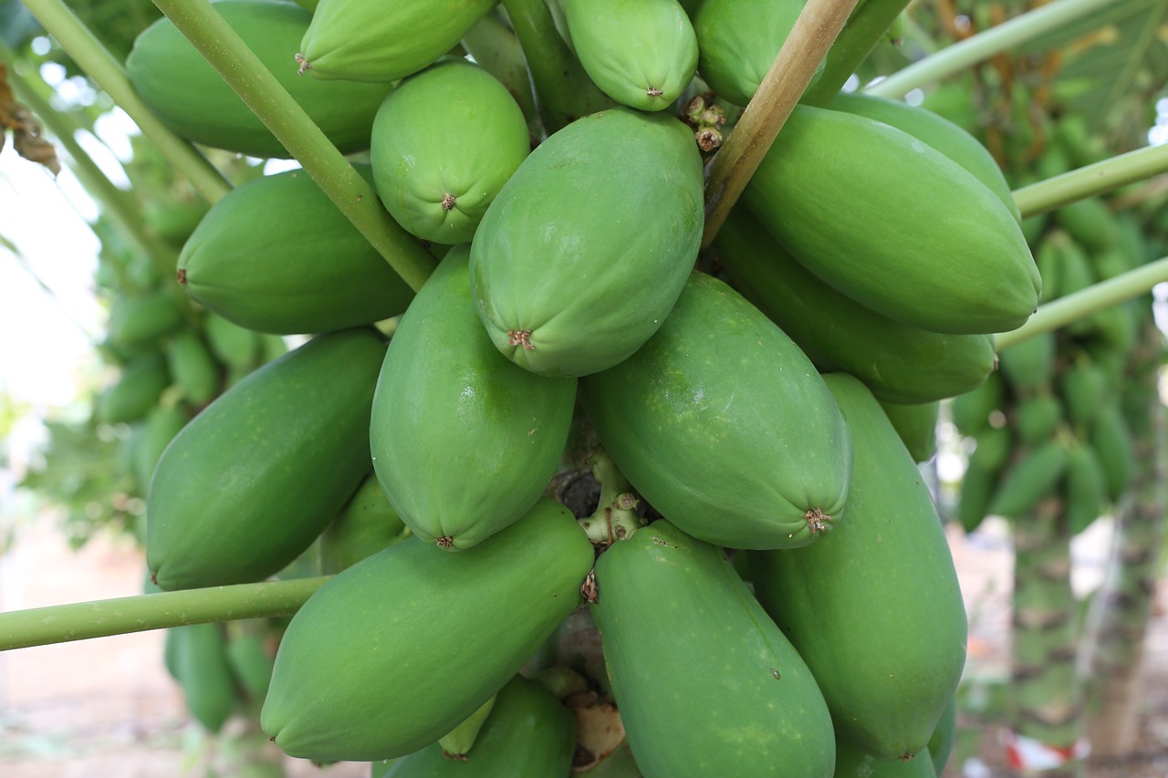 Grüne Papaya