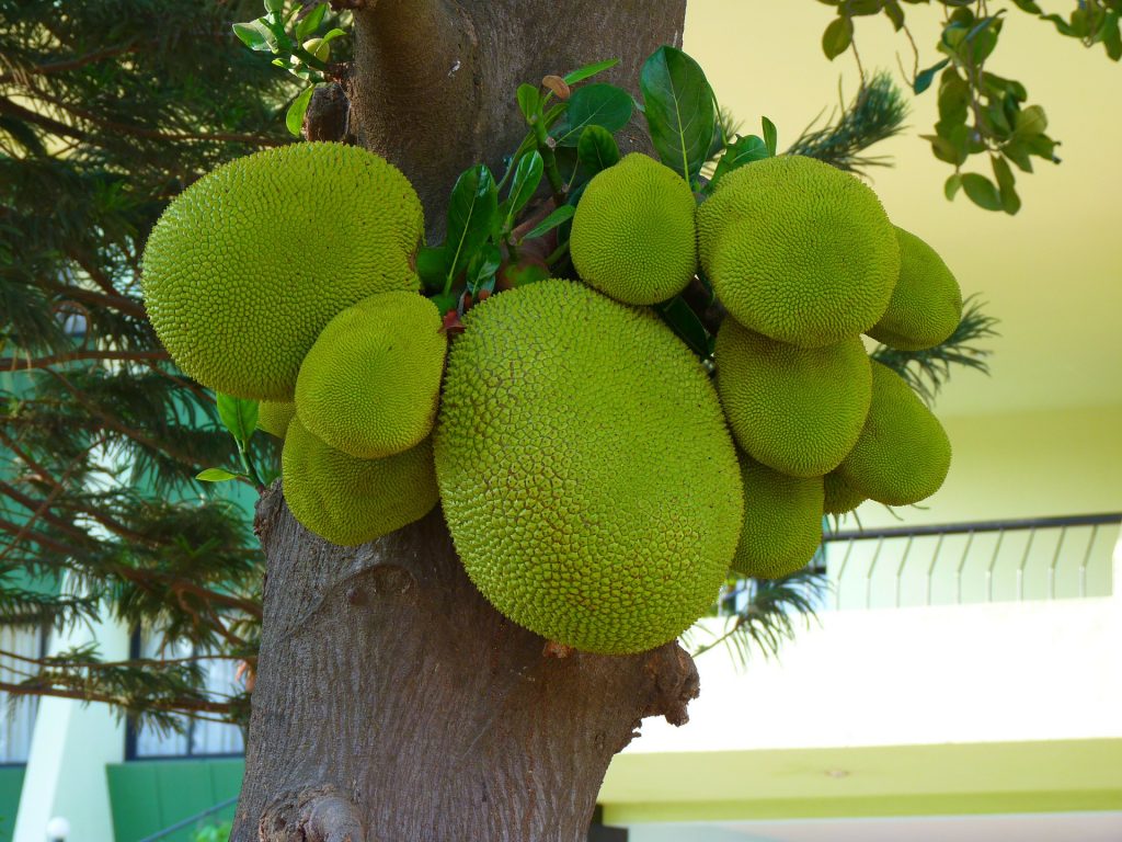 Jackfruit