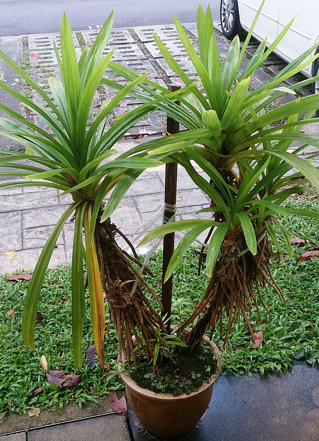 Pandan Leaves