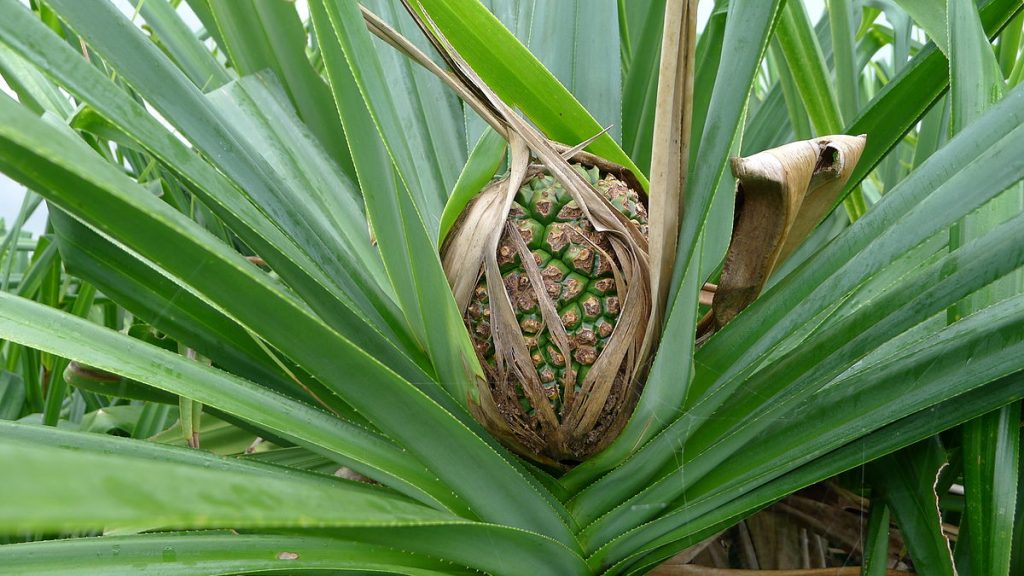 Pandan Leaves