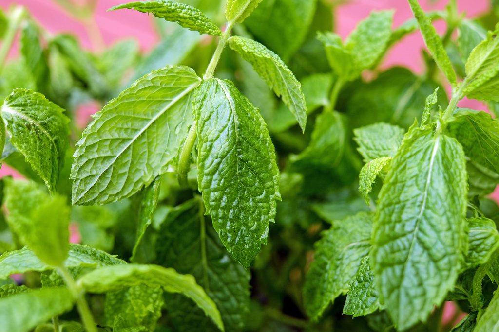 Peppermint Leaves 