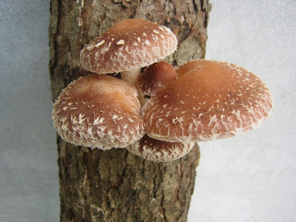 Shiitake Pilze