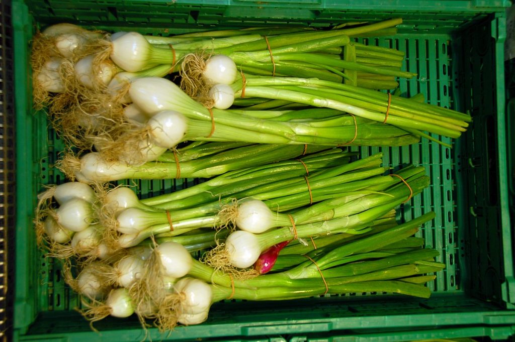 Food Blog | Spring Onion-What is it all about?