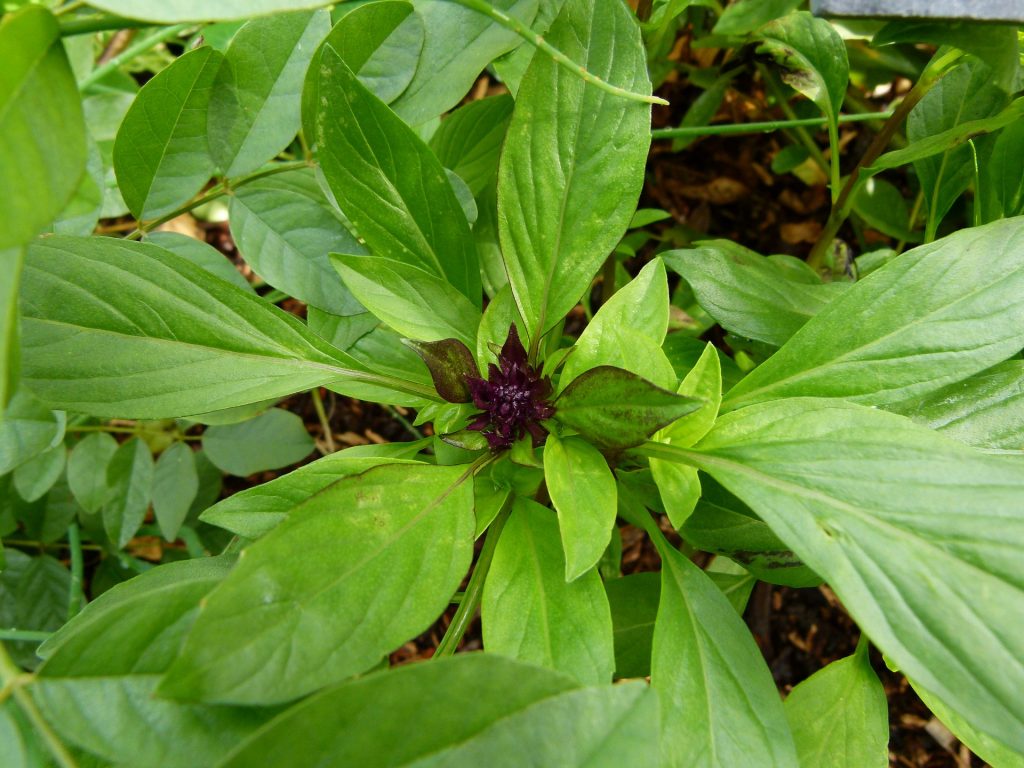 Sweet Basil