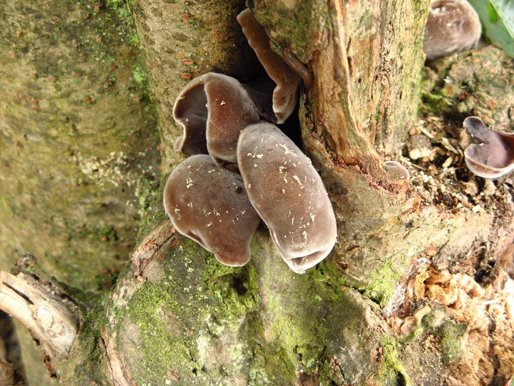 Wood Ear Mushroom