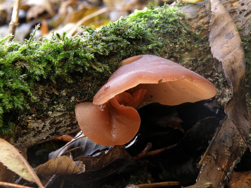 Wood Ear Mushroom