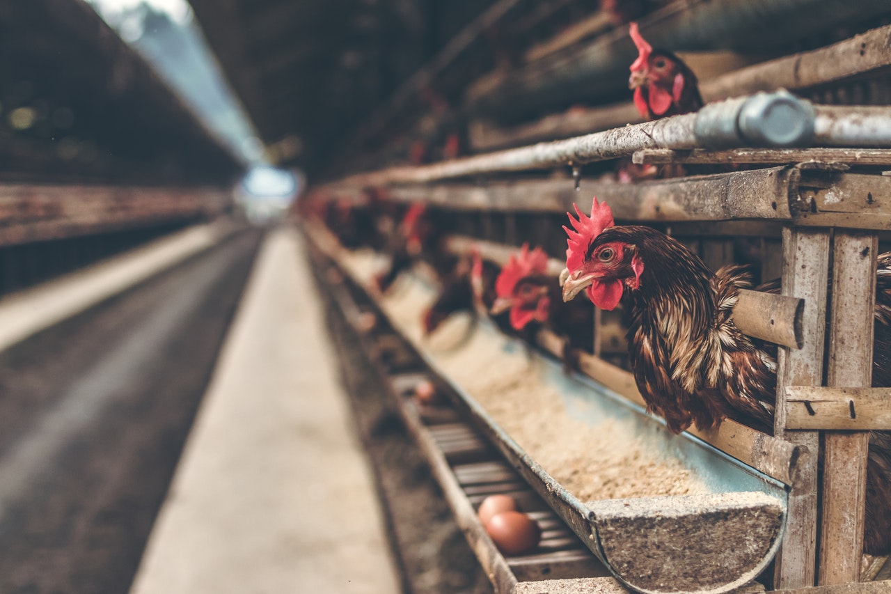 Difficulties of Agricultural Exporters - Poultry