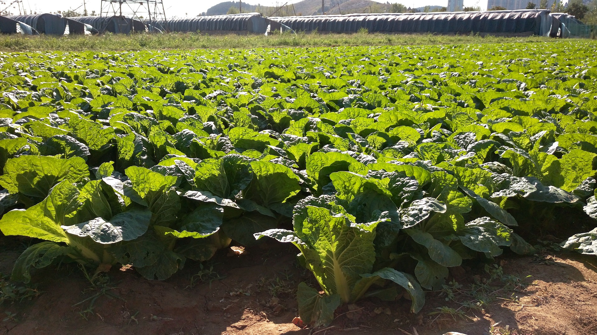 Growing mustard cabbage.