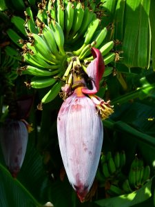 banana blossom