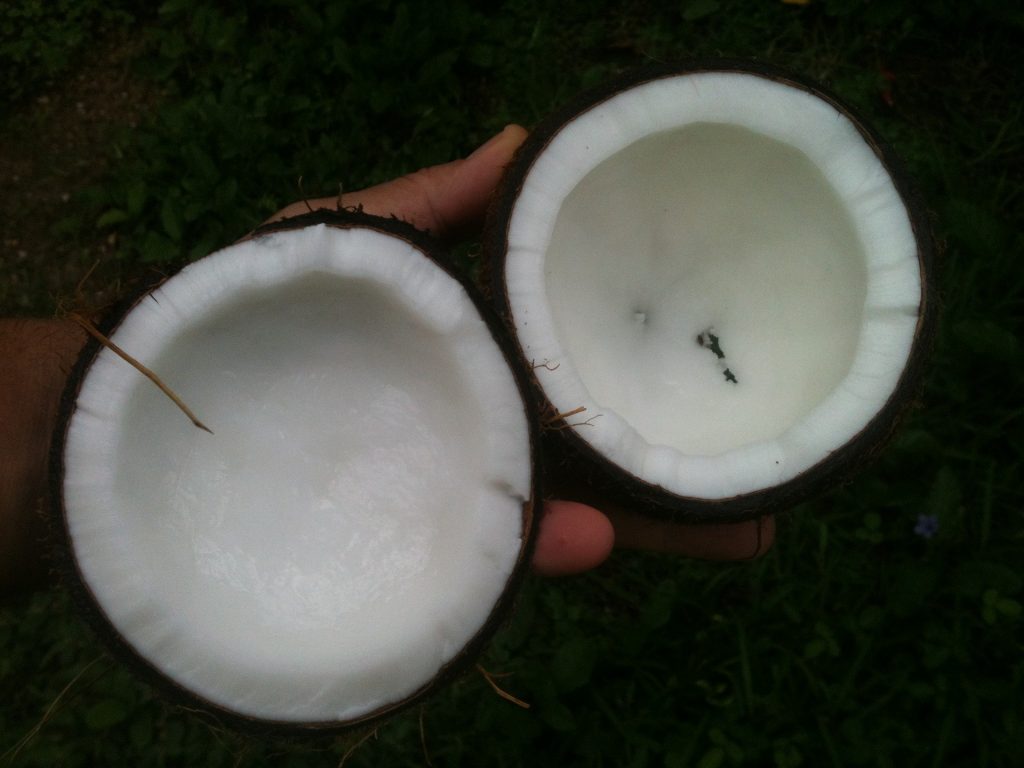 Origin of Coconut Oil