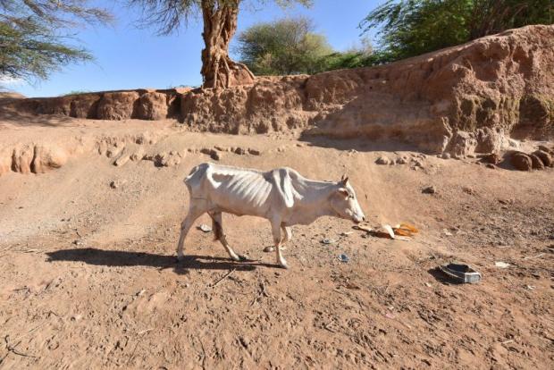 effects of drought on agricultural commodities