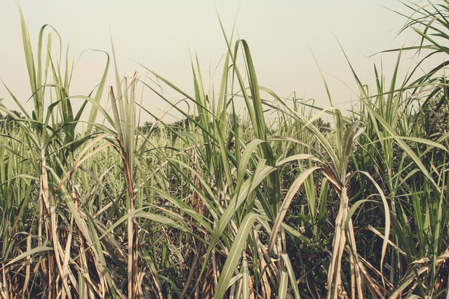 Asian Agricultural Commodities - Sugarcane