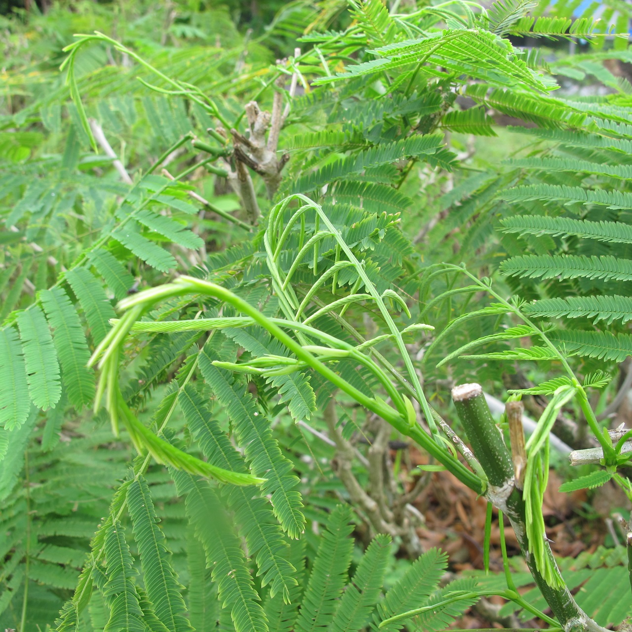 Acacia plant.