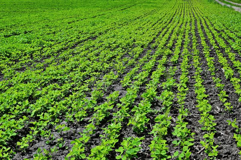 Soybean meal cultivation