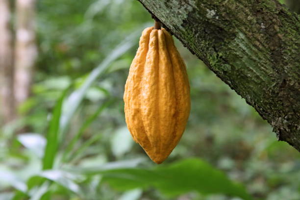 cocoa bean fruit