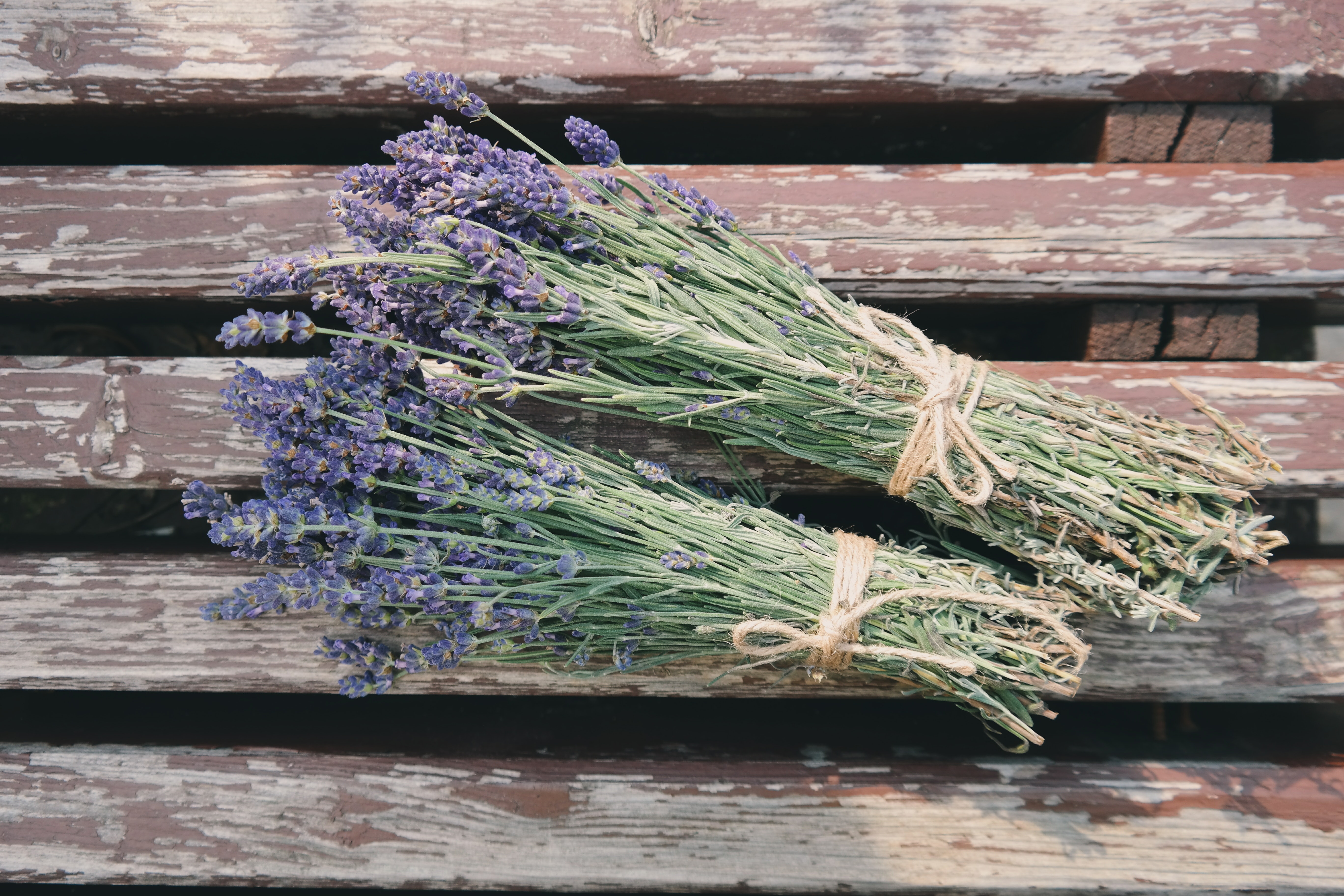 The most profitable crops - Lavendar