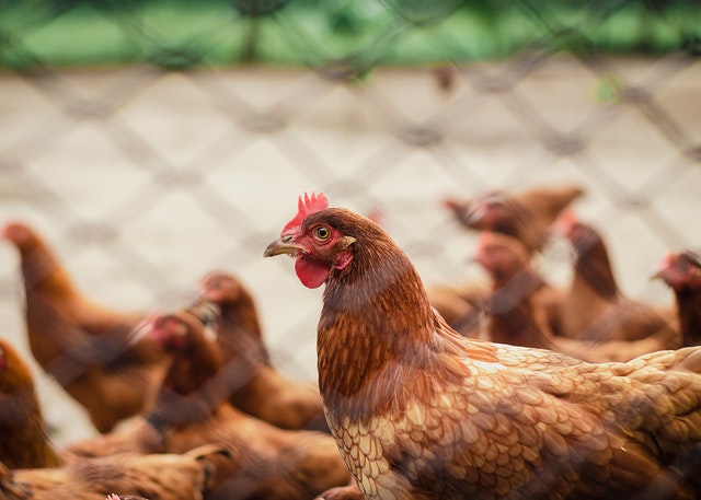 Agricultural commodity market - Poultry