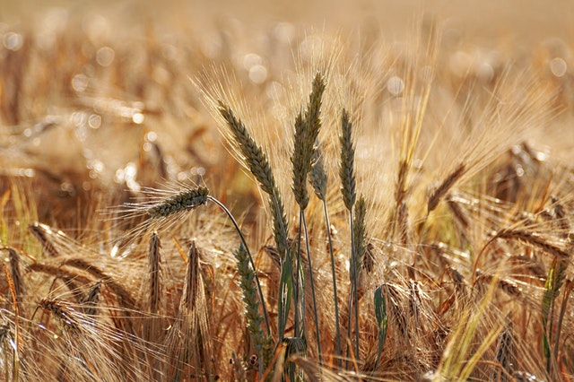 Agricultural commodity market - wheat