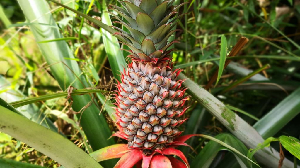 Ananas-Pflanze in Thailand