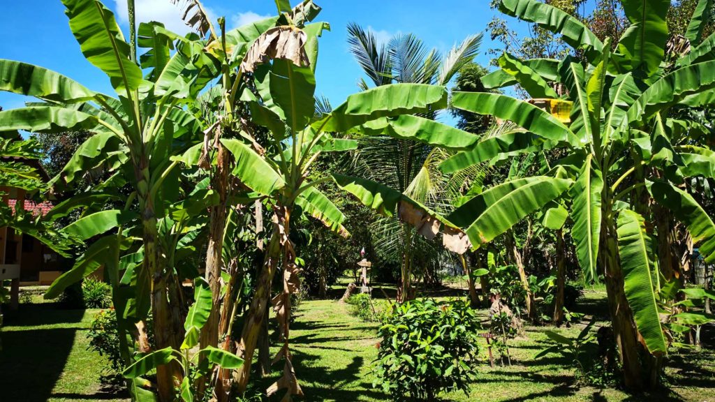 Bananenbäume in Thailand