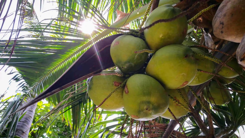 Frische Kokosnüsse am Baum in Thailand