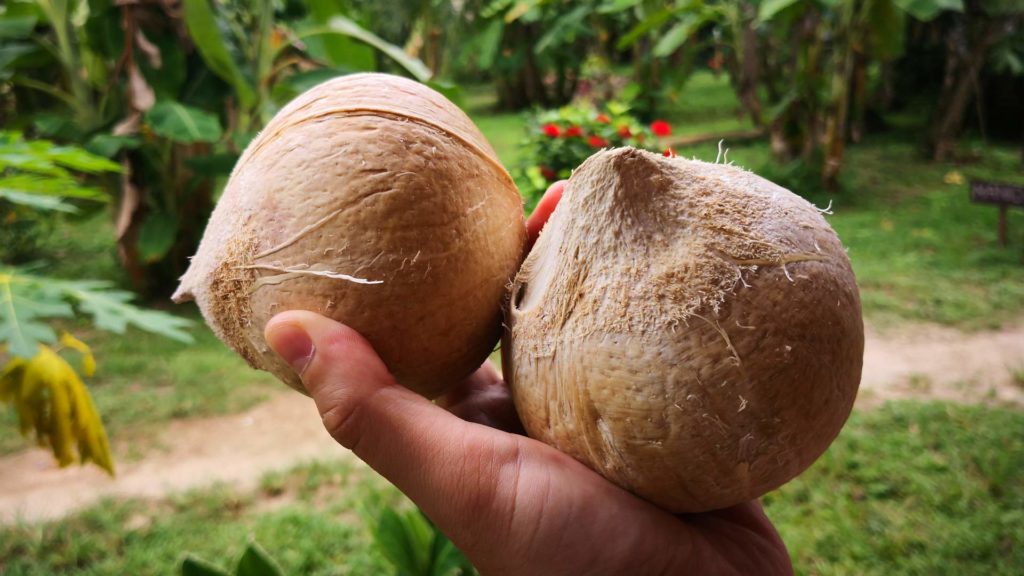 Früchte in Thailand: Gebrannte Kokosnüsse (Burned Coconut)