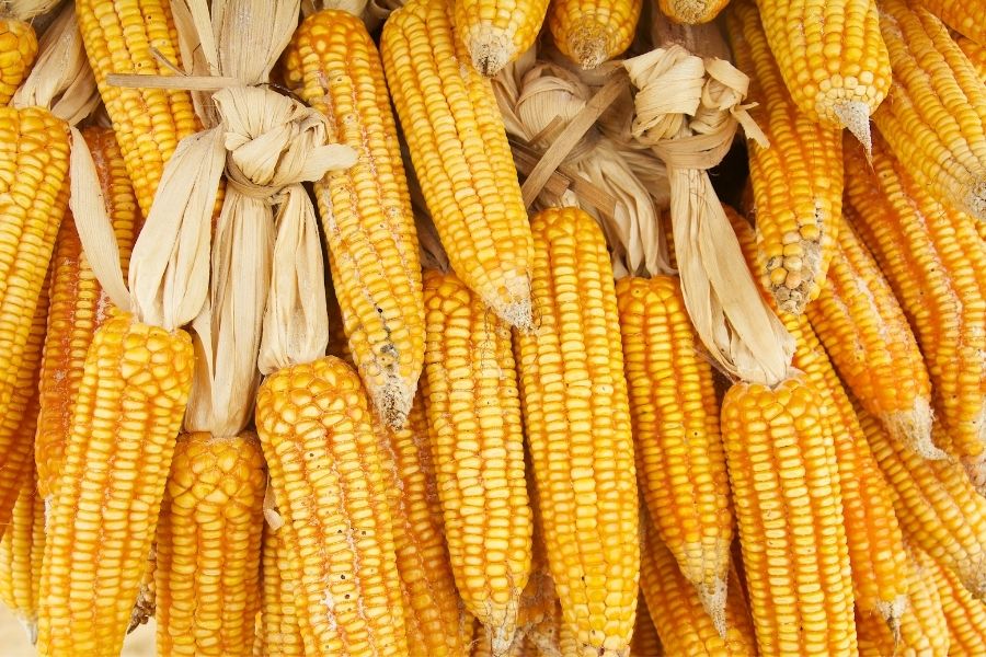 Import Yellow Corn