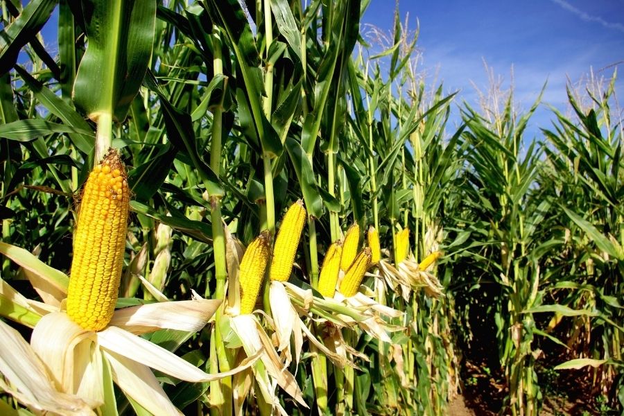 Import Yellow Corn