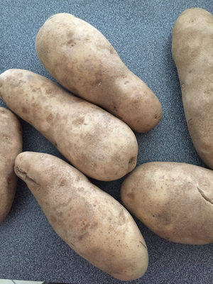 Russet Potatoes - 0021130530564