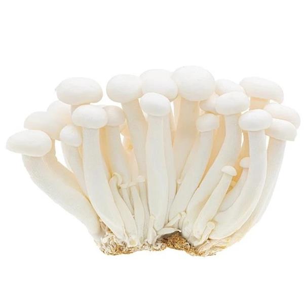 Fresh White Beech Mushroom - white