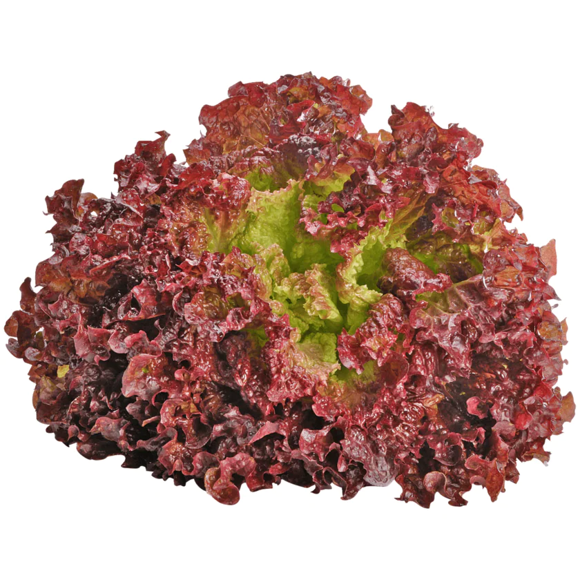 Salat Lollo Rosso 1 Stück - 4007601143231