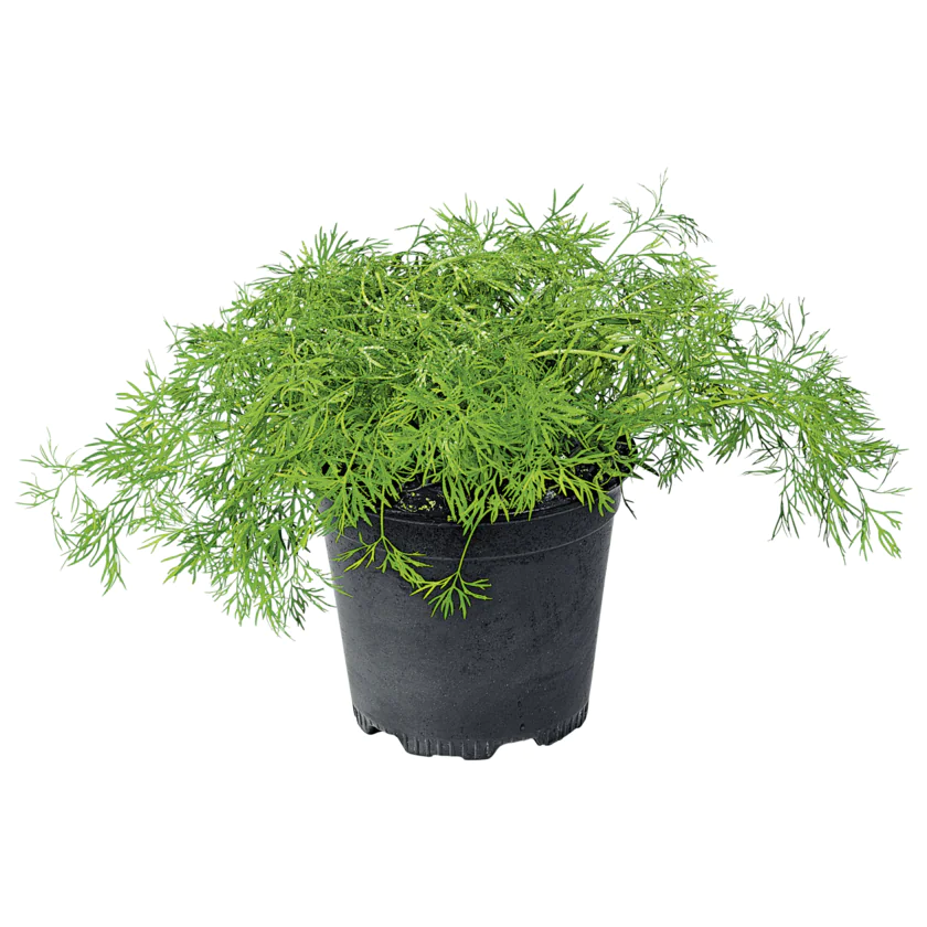 REWE Bio Dill im Topf - 4029714010613