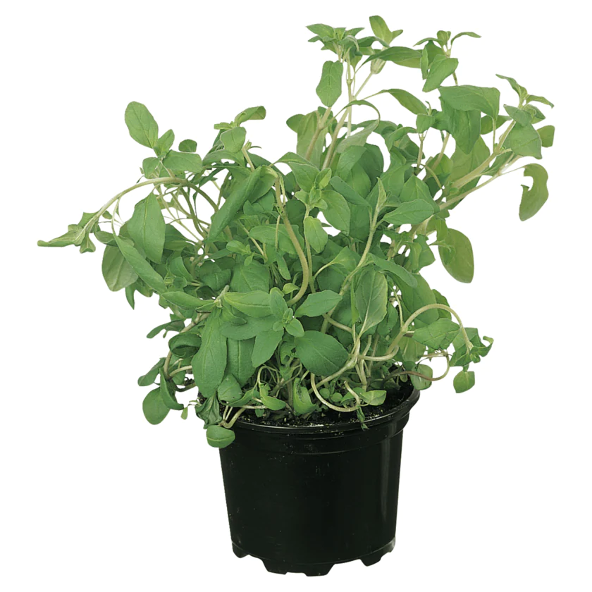 REWE Regional Oregano im Topf - 4260456873092