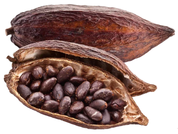 Cocoa Bean Image placehoder for Youtube Video